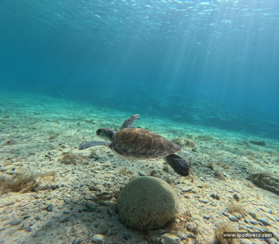 nurkowanie z żółwiami na Cyprze