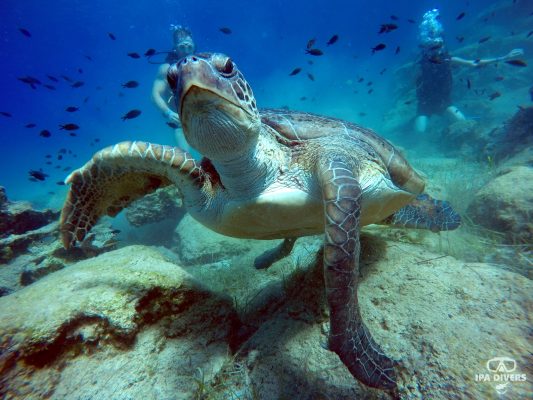 nurkowanie z żółwiami na Cyprze
