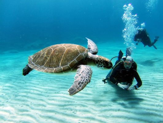 Nurkowanie na Cyprze z żółwiami