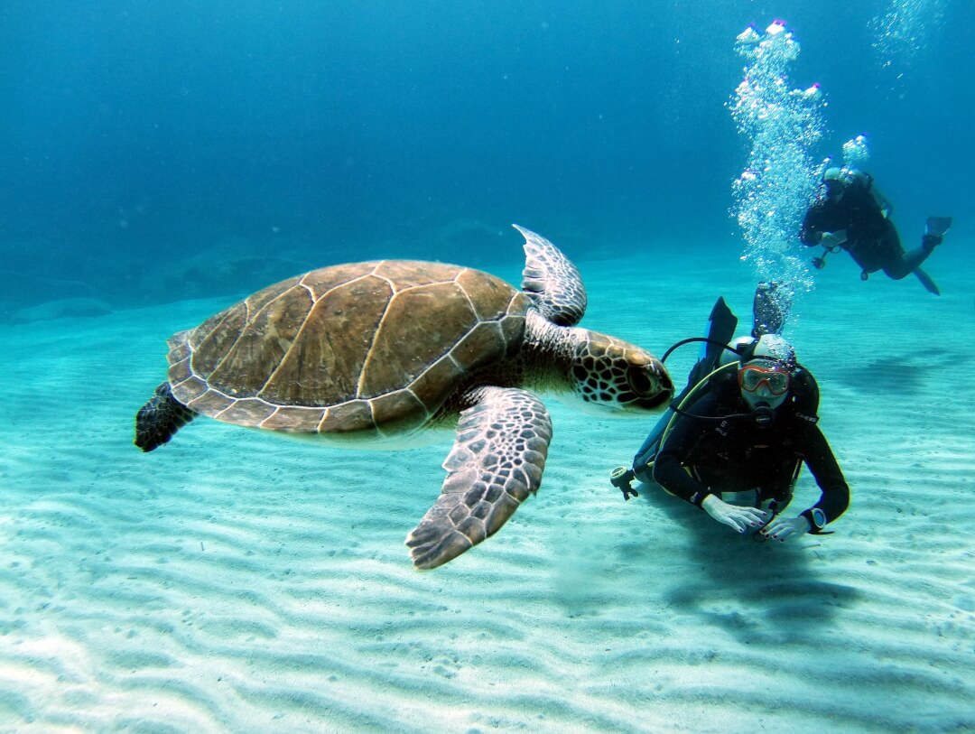Nurkowanie na Cyprze z żółwiami